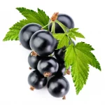 Black Currant Fruit