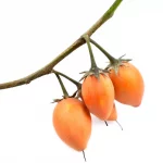 Mimusops Fruit